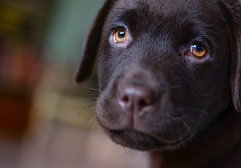 Aanschaf - Labrador Kring | Een kopen?