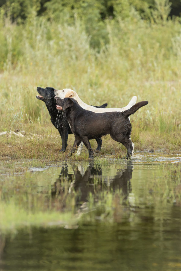 Vluchtig Mysterieus Zo veel Doelstelling - Labrador Kring Nederland | Commssie Fokkerij & Gezondheid