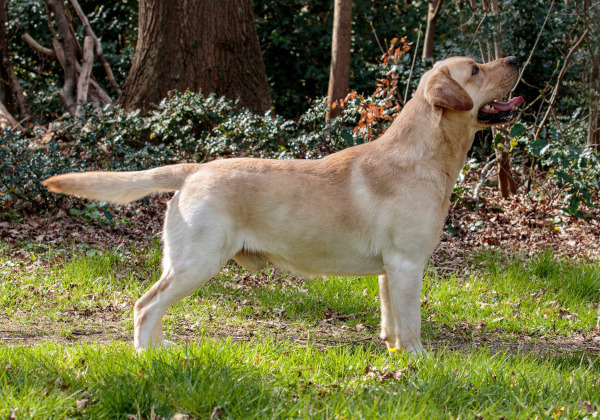 Bobby James of the Barking Voices